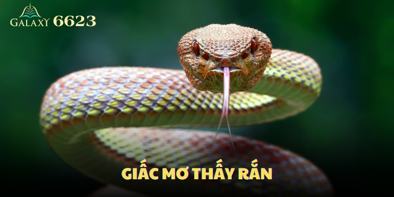 Giấc mơ thấy rắn